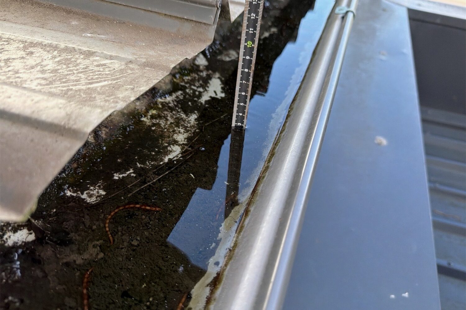 A measuring rule standing in ponded water in a box gutter, with organic debris and staining along the gutter sole