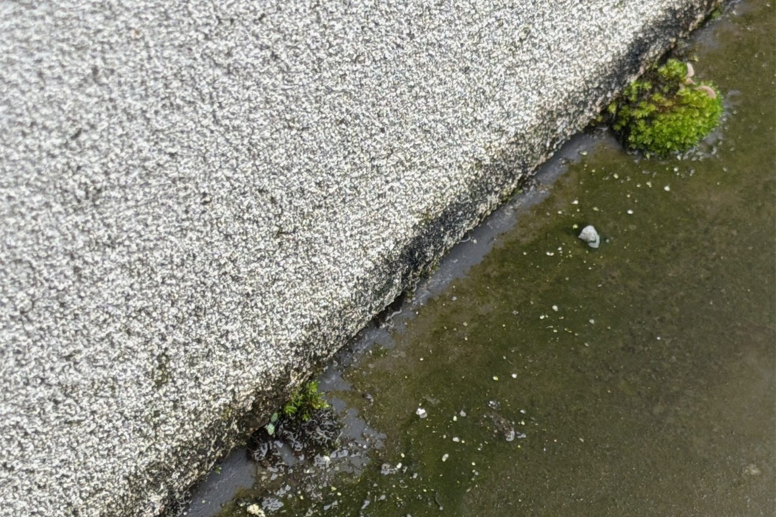 Rendered EPS cladding finishing hard onto a box gutter with no clearance, moss and standing water