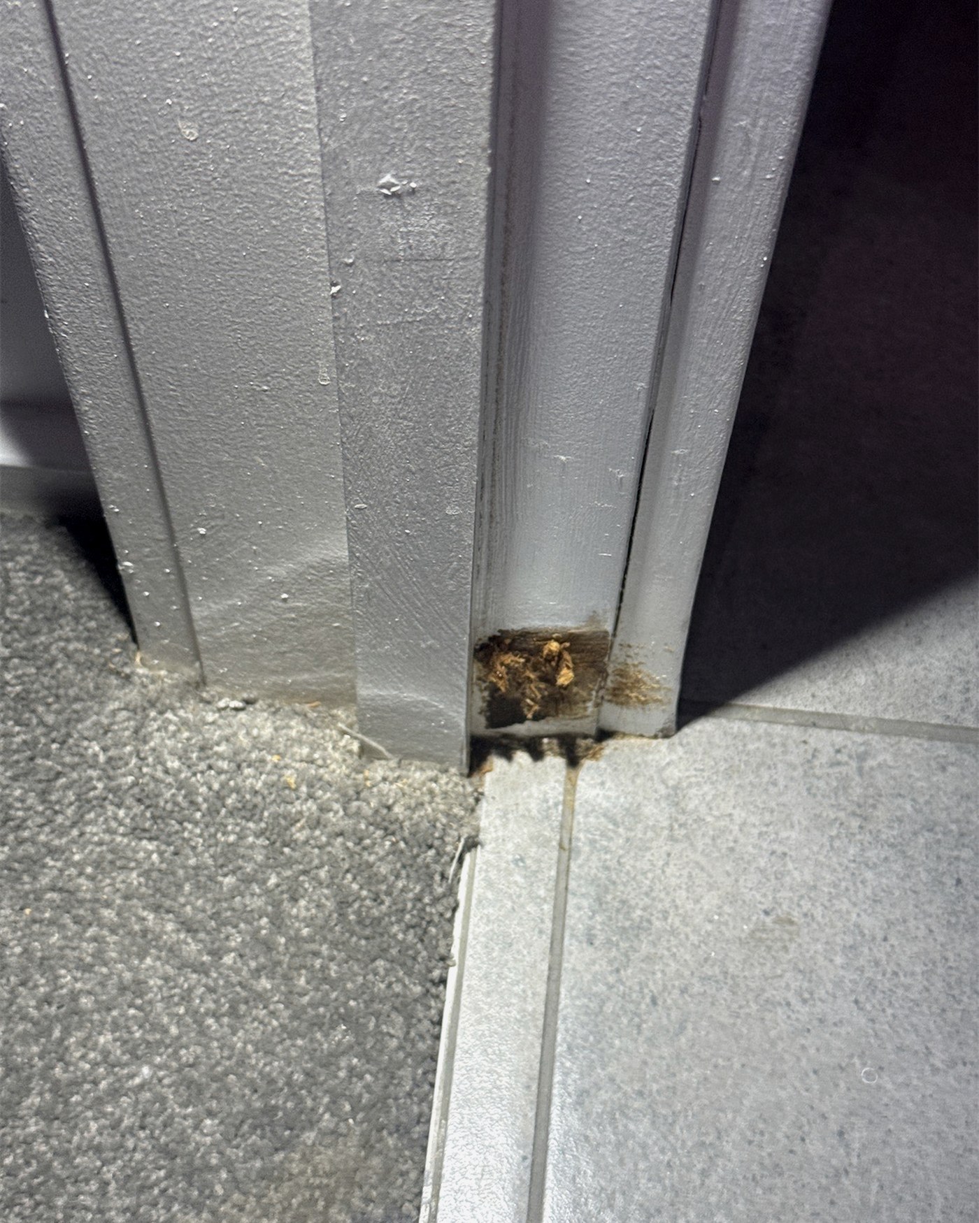 The base of a painted door architrave where carpet meets a tiled floor, the paint split and the timber behind it broken down into loose fibre