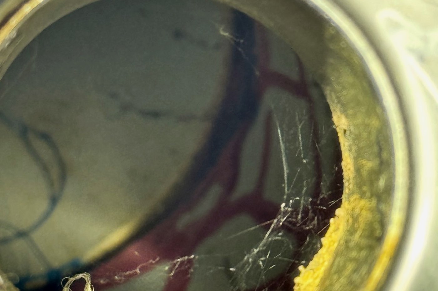 Inside a shower drain with the cover removed, showing a spider web across the outlet